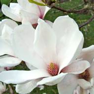 Саджанець Магнолія суланжа Альба Суперба в контейнері
