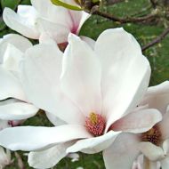 Саженец магнолии суланжа Альба Суперба в контейнере
