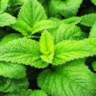 Саженец мелиссы лимонной в контейнере