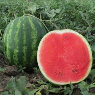 Кавун Тамерлан F1 за 5 нас.