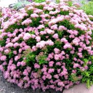 Саджанець Спірея японська Nana в контейнері