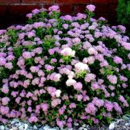 Саженец спиреи японской Nana в контейнере