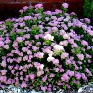 Саженец спиреи японской Nana в контейнере