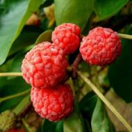 Саженец Кудрания (клубничное дерево)