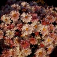 Саженец хризантемы Новая Эра в контейнере