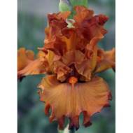 Ирис бородатый Файер Флай