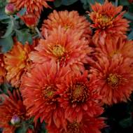 Саджанець Хризантема  Пісня полонини в контейнері