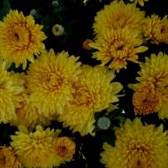 Саженец хризантемы Опал в контейнере