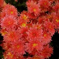 Саженец хризантемы Гранатовый браслет в контейнере