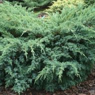 Саджанець Ялівець лускатий Блу Свід в контейнері