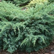 Саженец можжевельника чешуйчатого Блу ​​Свид в контейнере