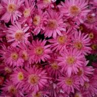 Саджанець Хризантема  Гламур в контейнері