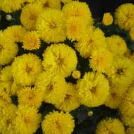 Саджанець Хризантема Золотоволоска в контейнері