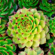 Саджанець Молодило в контейнері