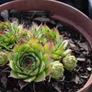 Саженец молодило в контейнере