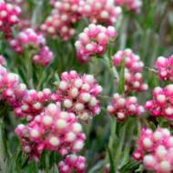 Котяча лапка в контейнері