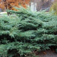 Саженец можжевельника чешуйчатого Хетц в контейнере