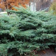 Саженец можжевельника чешуйчатого Хетц в контейнере