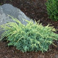 Саджанець Ялівець лускатий Холгер в контейнері