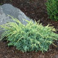 Саджанець Ялівець лускатий Холгер в контейнері