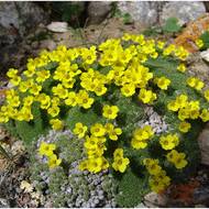 Саженец Драбы вечнозеленый в контейнере