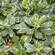 Саженец пахисандры верхушечной Сильвер Эдж в контейнере