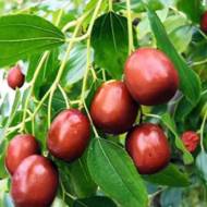 Саджанець Зізіфус в контейнері