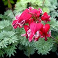 Саженец дицентры Bacchanal в контейнере