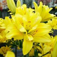 Лилия азиатская Махровая Fata Morgana (14/16)