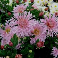 Хризантема Вологодські мережива в контейнері