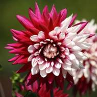 Жоржина Кактусова Rebecca's World