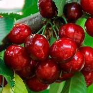 Саженец Черешня Василиса