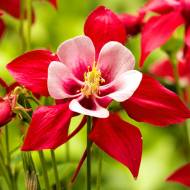 Аквілегія Crimson Star за шт.