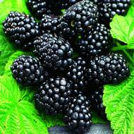 Саджанець Ожина Оркан