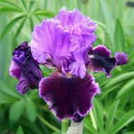 Ирис бородатый Вайолет Тернер