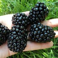 Саджанець Ожина Кіова