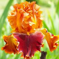 Ірис бородатий Копатонік