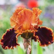 Ирис бородатый Копатоник