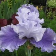 Ирис немецкий Асцент Оф Энжелс