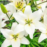 Лилия азиатская White Country