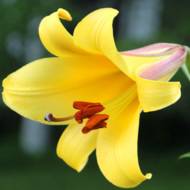 Лилия Трубчатая Deliana