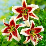 Лілійне дерево (ОТ гібрид) Beverly Dreams (14/16)