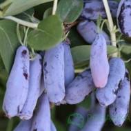 Саженец Жимолость Гордость Бакчар