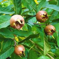 Саджанець Мушмула німецька