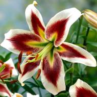 Лилейное дерево (ОТ гибрид) Beverly Dreams (14/16)