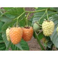 Саджанець Малина Каскад Голд (малинове дерево)