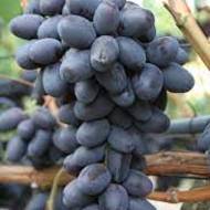 Саджанець Виноград кишмиш Чорний Кришталь