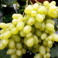 Саджацень Виноград Геліодор (кишмиш)