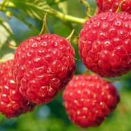 Саджанець Малина Люлін