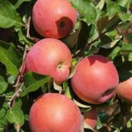 Саженец Яблоня Бени Шогун